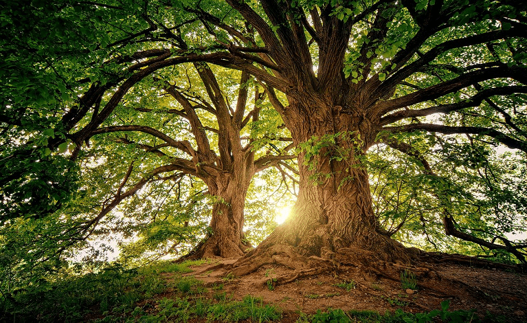 NODI CHE VENGONO AL PETTINE. Leggi ammazza foreste