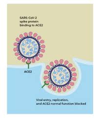 What is Sars-Cov-2 from a Genetics perspective | PQE Group