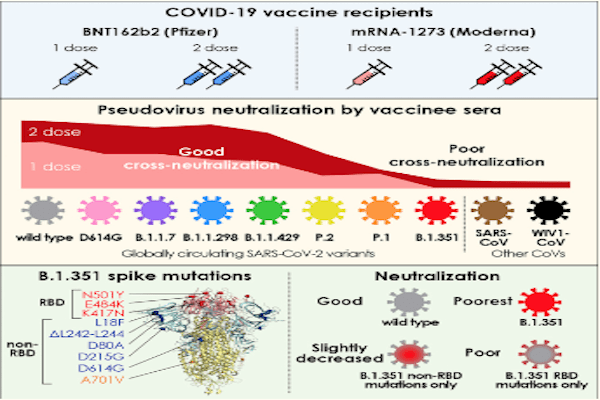 È possibile, secondo scienza, stabilire se e quali varianti del virus siano state provocate dalla vaccinazione? Sì lo è